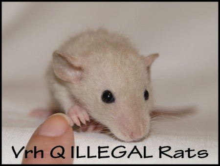 † Queenie ILLEGAL Rats (Q5)